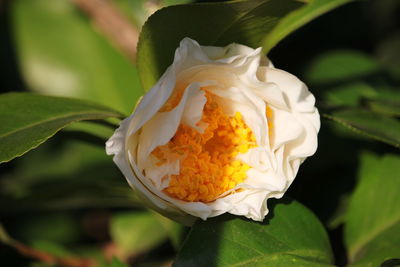 Close-up of white rose blooming outdoors