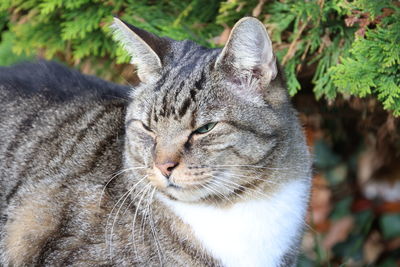 Close-up of a cat