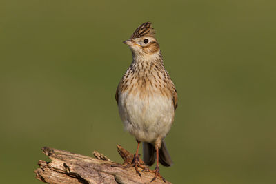 Close-up of bird perching on a tree