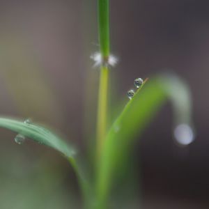 Close-up of wet grass