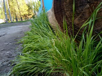 Close-up of grass growing on field