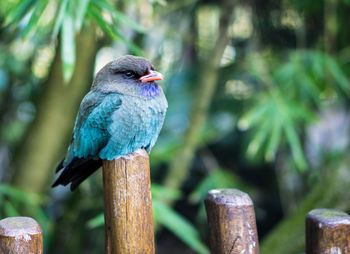 Exotic bird perching on wooden post