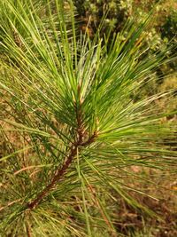 Close-up of fresh green tree in field