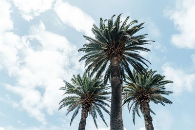 Low angle view of palm tree against sky