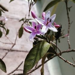 Close-up of purple flowers blooming outdoors