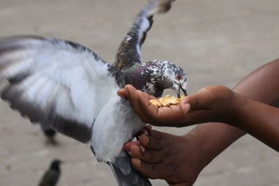 Close-up of hand feeding bird