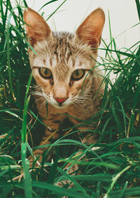 Close-up portrait of a cat on field