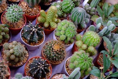 High angle view of potted plants