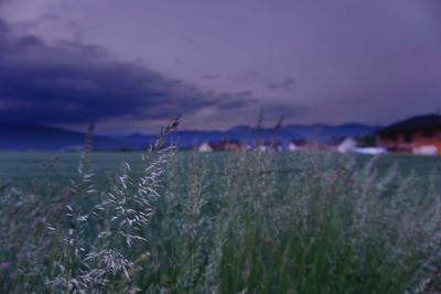 Plants growing on land against sky at sunset