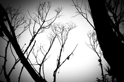 Low angle view of silhouette bare trees against sky