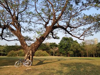 Trees on grassy field against sky