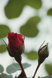 Close-up of red rose blooming outdoors