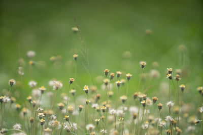 Grass flower and green scape background.