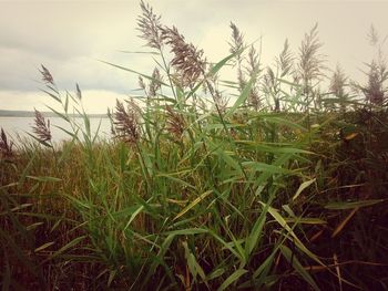 Close-up of fresh green field against sky