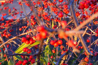 Close-up of berries growing on tree