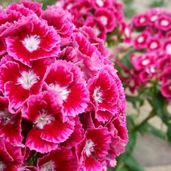 Close-up of pink flowers