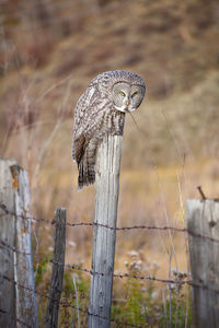 Owl perching on wooden post