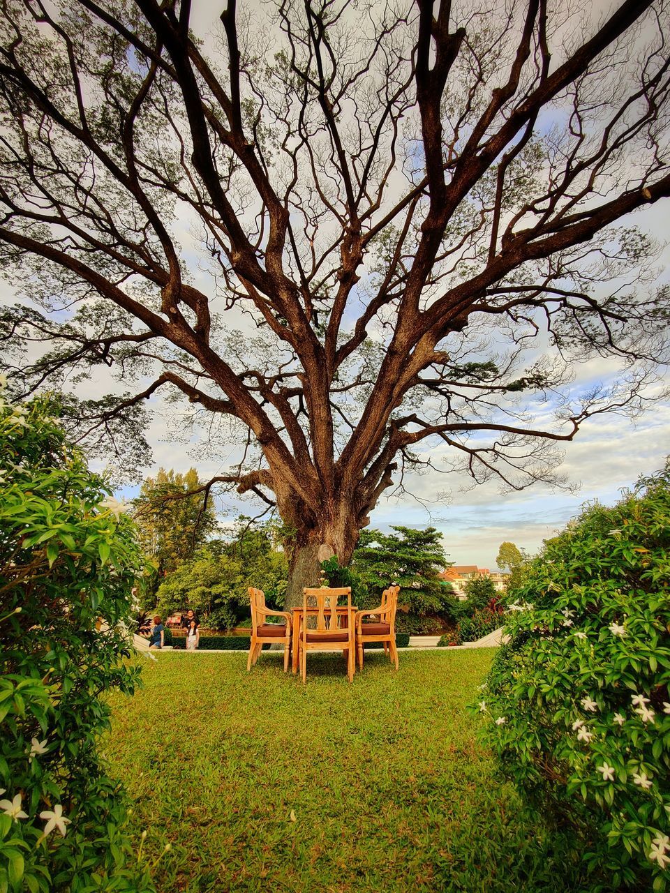 BARE TREE IN PARK