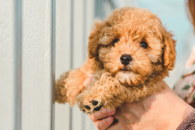 Human holding brown puppy poodle dog