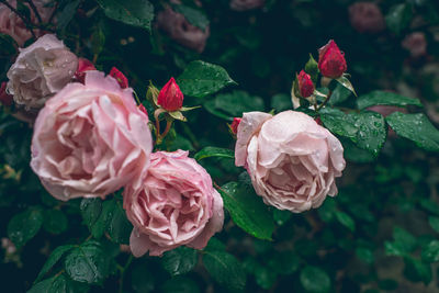 Close-up of pink roses