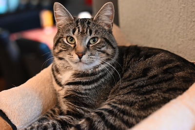 Close-up portrait of a cat