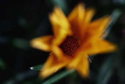 Close-up of flower against blurred background