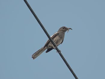 Low angle view of bird perching on cable against clear sky