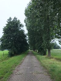 Road amidst trees against clear sky