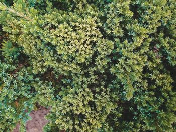 Plants growing outdoors