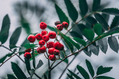 Close-up of red berries growing on tree