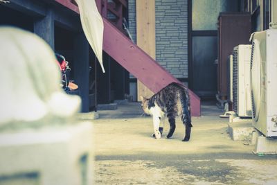 Cat in front of building