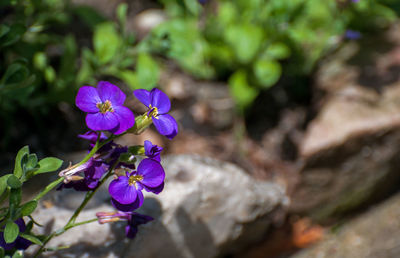 Close-up of purple flowering plant