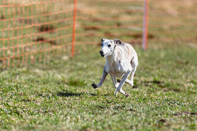 Dog running on field