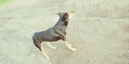 High angle view of dog standing on land