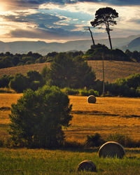 Scenic view of field against sky during sunset