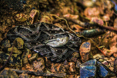 Full frame shot of lizard