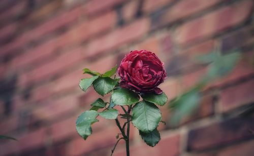 Close-up of red rose