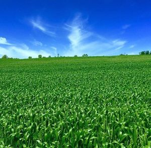 Scenic view of field against cloudy sky