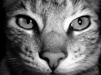 Close-up of cat
