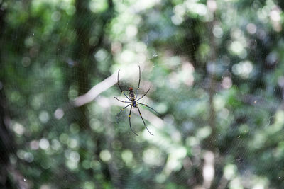 Close-up of spider on web