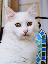 Close-up portrait of white cat