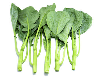 Close-up of green leaves against white background