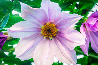Close-up of pink flower blooming outdoors