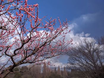 Low angle view of cherry blossoms against sky