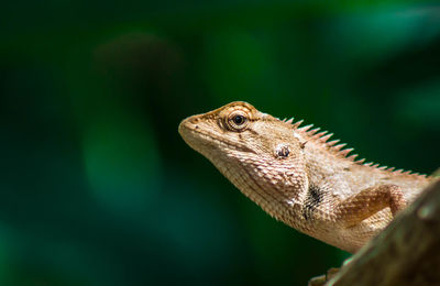 Close-up of lizard