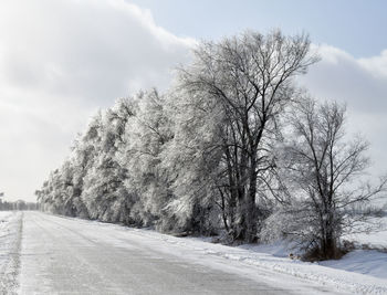 Ice formed on bare tree branches in winter storm