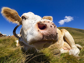 Cow head close-up in an alpine countryside