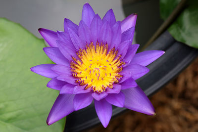 Close-up of purple water lily