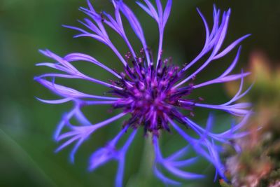 Close-up of purple flowering plant