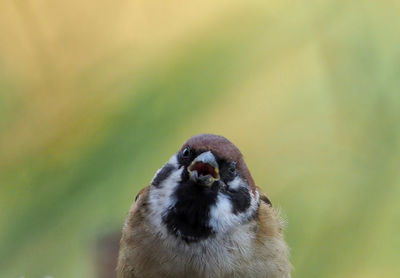 Close-up of a bird